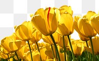 Yellow tulips flower png border, Spring image, transparent background