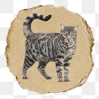 Cute cat png sticker, ripped paper, transparent background