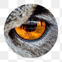 Owl's eye png sticker, circle shape, transparent background