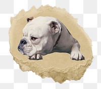 PNG A white bulldog, collage element, transparent background