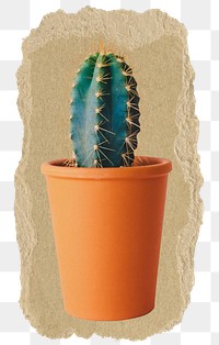 Potted cactus png sticker, ripped paper on transparent background 