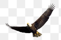 Bald eagle png sticker, transparent background