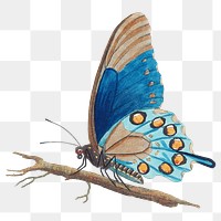 Vintage butterfly png sticker, transparent background
