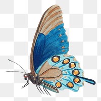 Vintage butterfly png sticker, transparent background