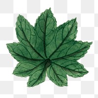 Vintage hibiscus leaf png on transparent background.    Remastered by rawpixel. 