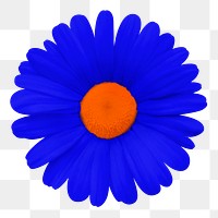 Blue daisy flower png sticker, transparent background