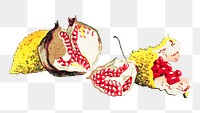 Vintage pomegranates png fruit sticker, transparent background.  Remastered by rawpixel. 