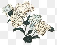 Hokusai's hydrangea png on transparent background.    Remastered by rawpixel. 