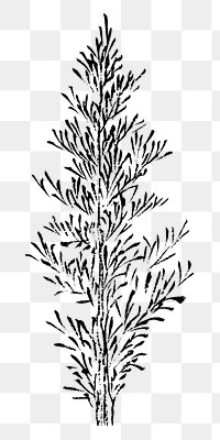Hokusai&rsquo;s tree png on transparent background.    Remastered by rawpixel. 