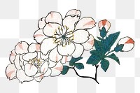Vintage cherry blossom png on transparent background.    Remastered by rawpixel. 