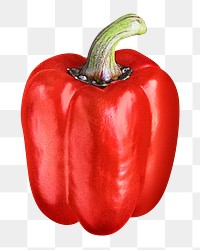 Red bell pepper png sticker, transparent background