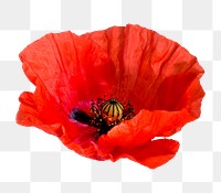 Red poppy flower png sticker, transparent background