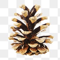 Pinecone png sticker, transparent background