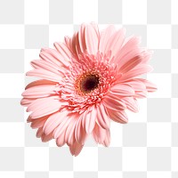 Pink gerbera flower png sticker, transparent background