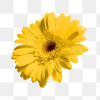 Yellow gerbera flower png sticker, transparent background