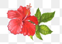 Hibiscus flower png illustration sticker, transparent background