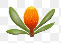 King protea png exotic flower illustration sticker, transparent background