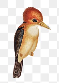 Yellow-billed kingfisher png bird sticker, transparent background