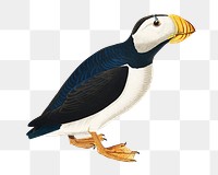 Large-billed puffin png sticker, vintage bird on transparent background