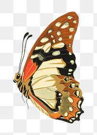 Autumn butterfly png sticker, vintage insect on transparent background.  Remixed by rawpixel