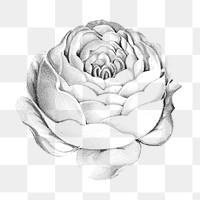 Vintage rose flower png sticker, botanical on transparent background.   Remastered by rawpixel