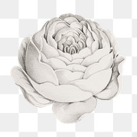 Vintage rose flower png sticker, botanical on transparent background.   Remastered by rawpixel