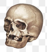 Human skull png sticker, vintage illustration on transparent background.   Remastered by rawpixel