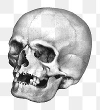 Human skull png vintage clipart, transparent background. Remixed by rawpixel.