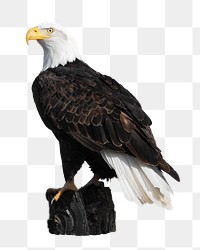 Bald eagle png bird sticker, transparent background