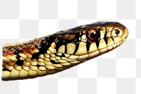 Garter snake png animal sticker, transparent background