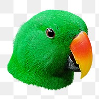 Eclectus Parrot png sticker, transparent background