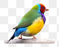 Gouldian finch bird png sticker, transparent background