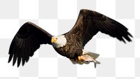 Bald eagle png animal sticker, transparent background