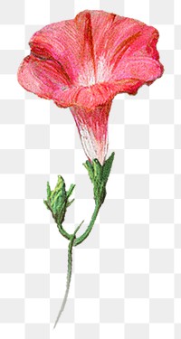 Red flower png vintage sticker, painting by Pierre Joseph Redouté on transparent background. Remixed by rawpixel.