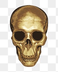 Gold skull png sticker, transparent background