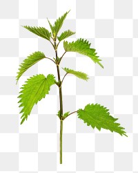 Common nettle plant png sticker, transparent background