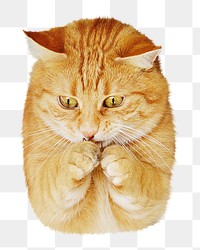 Ginger cat animal png sticker, transparent background