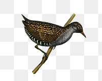 Spotted water crake png bird sticker, transparent background