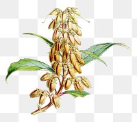 Buddleja Colvilei png sticker, transparent background, vintage Himalayan plants illustration.  Remixed by rawpixel.