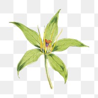 Paris Polyphylla, Smith flower png sticker, transparent background, vintage Himalayan plants illustration.  Remixed by rawpixel.