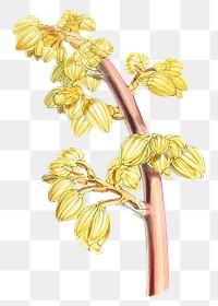 Lindley's Galeola flower png sticker, transparent background, vintage Himalayan plants illustration.  Remixed by rawpixel.