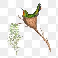 Fairy Topaz png bird sticker, vintage animal illustration, transparent background