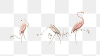 Flamingo png birds sticker, vintage animal on transparent background by Robert Havell. Remastered by rawpixel.