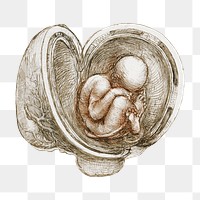 Leonardo da Vinci's png sticker, Studies of the Foetus in the Womb on transparent background, remixed by rawpixel