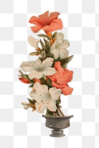 Azalea png white and red flower sticker, transparent background. Remastered by rawpixel.