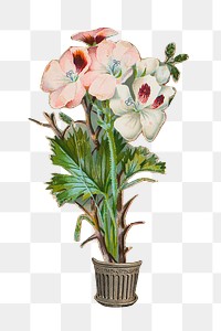 Mallow flower png sticker, transparent background. Remastered by rawpixel.