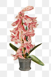 Pink hyacinth png flower sticker, transparent background. Remastered by rawpixel.