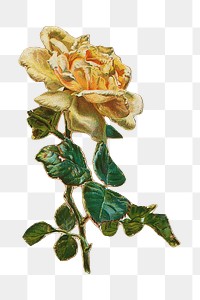 Yellow rose png flower sticker, transparent background. Remastered by rawpixel.