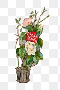 Rose png flower drawing sticker, transparent background. Remastered by rawpixel.