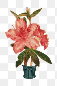 Red azalea png flower sticker, transparent background. Remastered by rawpixel.